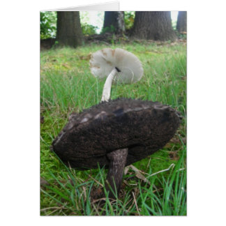 Champignons d'ébène et d'ivoire