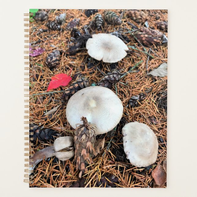 Champignons et cônes de pin (Devant)
