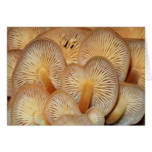 Champignons oranges de Mycena