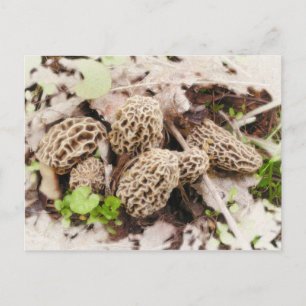 Champignons sauvages, carte postale