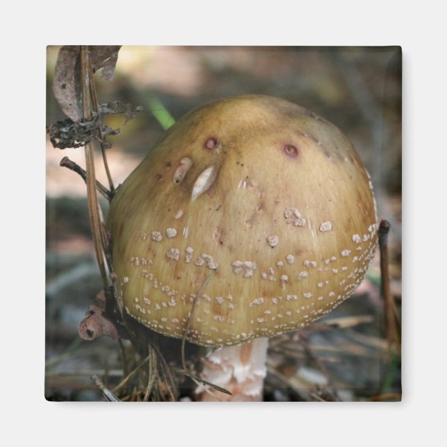 Champignons sauvages Nature Magnet Photo (Devant)