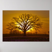 Champion Bur Oak Sunset