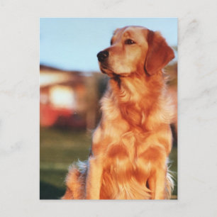 Champion Golden Retriever Dog Outdoor Photo Postcard