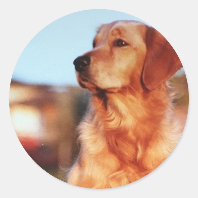 Champion Golden Retriever Dog Sticker (Front)