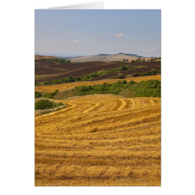 Champs de blé après la récolte (Devant)