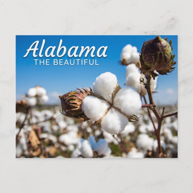 Champs de coton de l'Alabama carte postale (Devant)