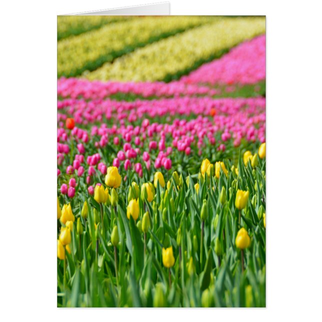 Champs de couleurs (Devant)