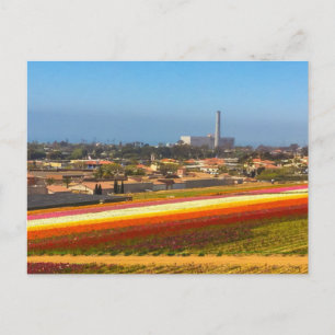 Champs de fleurs de cartes postales Carlsbad, CA