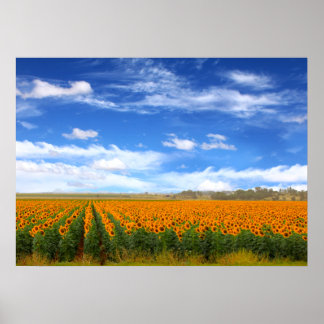 Champs de tournesol - Poster