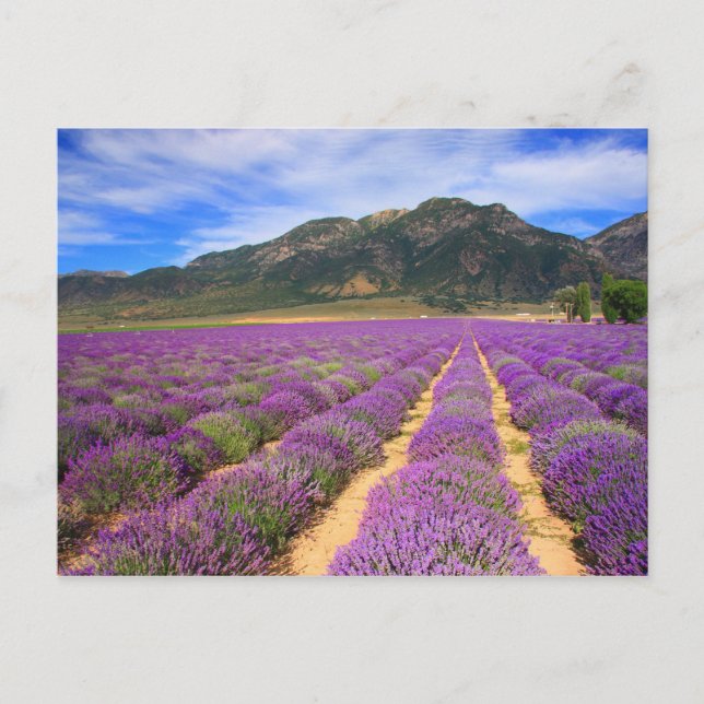 Champs Lavande pour carte postale (Devant)