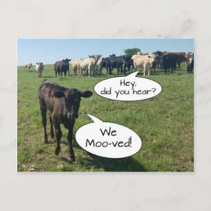Change of Address We Mooved Cow Postcard