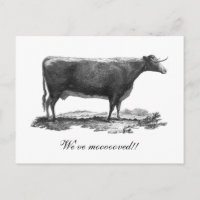 Cartes Postales Vache Originales Zazzle Ca