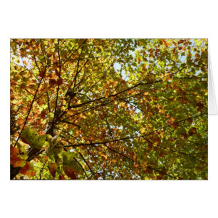 Changer la couleur verte et dorée de l'érable