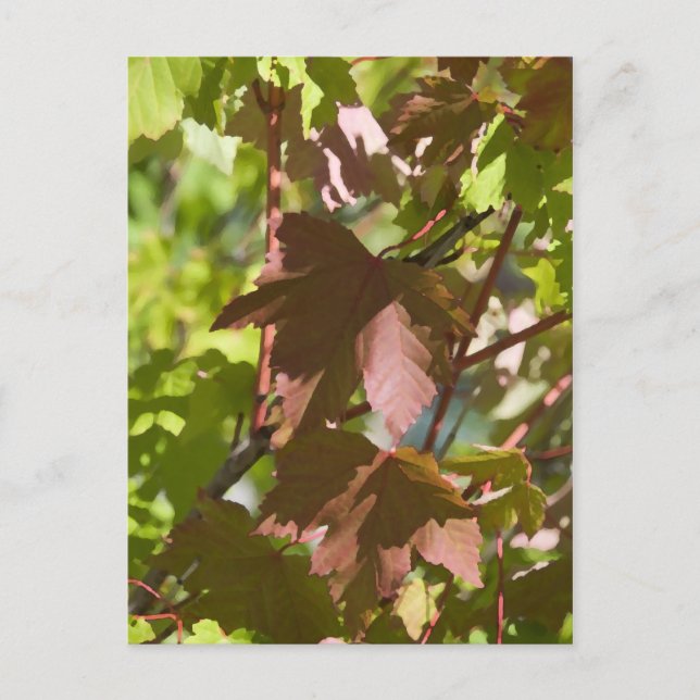 Changing Autumn Leaves Postcard (Front)