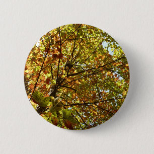 Changing Maple Tree Green and Gold Fall Colour 2 Inch Round Button