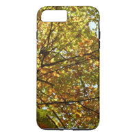 Changing Maple Tree Green and Gold Fall Colour