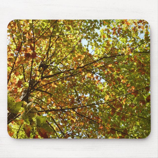 Changing Maple Tree Green and Gold Fall Colour Mouse Pad (Front)