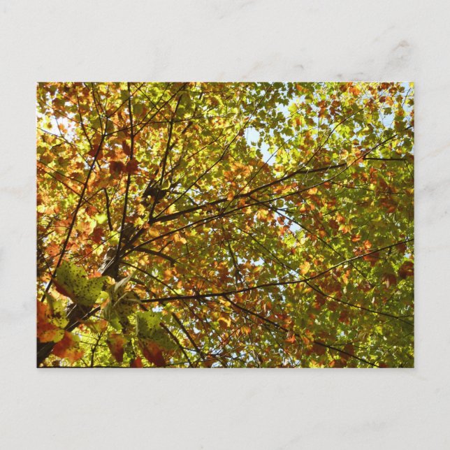 Changing Maple Tree Green and Gold Fall Colour Postcard (Front)
