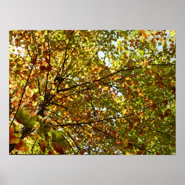 Changing Maple Tree Green and Gold Fall Colour Poster (Front)