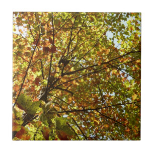 Changing Maple Tree Green and Gold Fall Colour Tile
