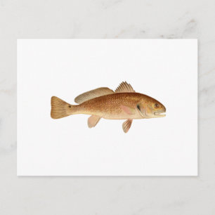 Channel Bass Logo Postcard