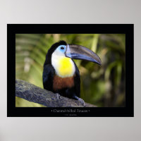 Channel-billed Toucan
