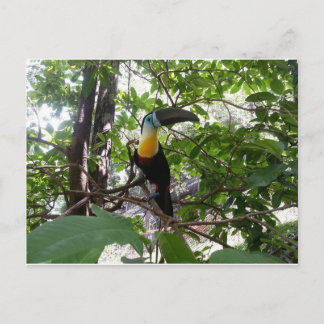 Channel-billed Toucan, Trinidad Postcard