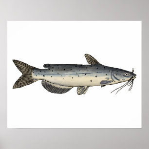 Channel Catfish (juvenile) Poster