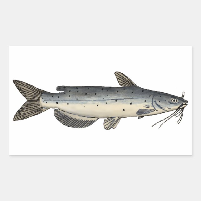Channel Catfish (juvenile) Sticker (Front)