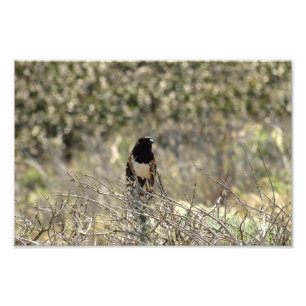 Channel Islands National Park  Photo Print