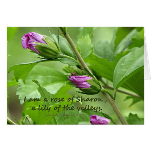 Chanson de Salomon 2:1