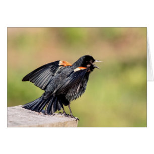 Chant de Blackbird à ailes rouges