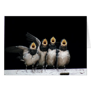 Chant d'hirondelle de grange