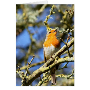 Chant Robin, Stourhead