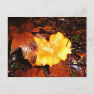Chanterelle Mushroom In The Rain Postcard