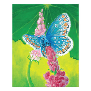Chapmans blue butterfly (Polyommatus thersites) Photo Print