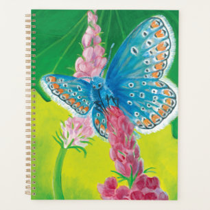 Chapmans blue butterfly (Polyommatus thersites) Planner