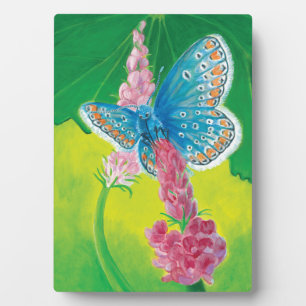 Chapmans blue butterfly (Polyommatus thersites)  Plaque