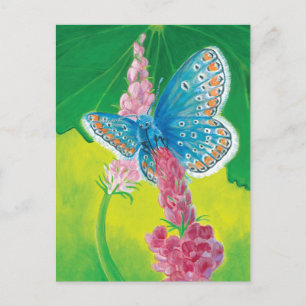 Chapmans blue butterfly (Polyommatus thersites) Postcard