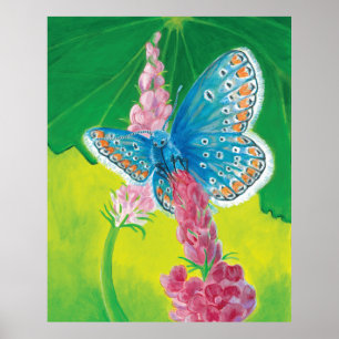 Chapmans blue butterfly (Polyommatus thersites)  Poster