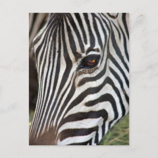 Chapman's Zebra Postcard
