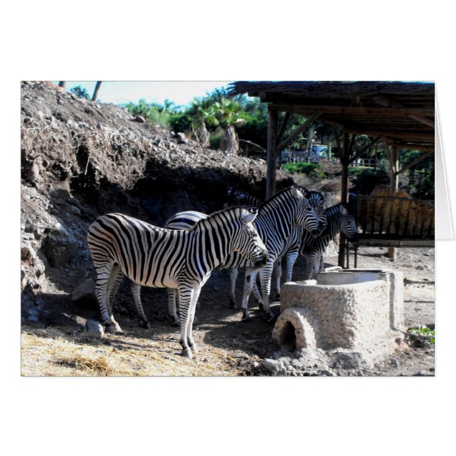Chapmans Zebras (Front Horizontal)
