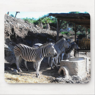 Chapman's Zebras Mouse Pad