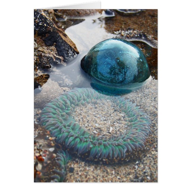 Char en verre et anémone (Devant)