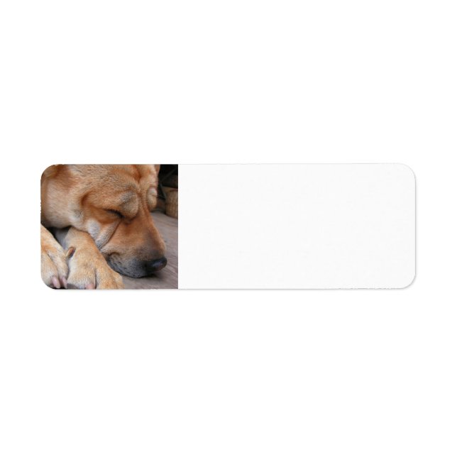 char pei dormir.png (Devant)