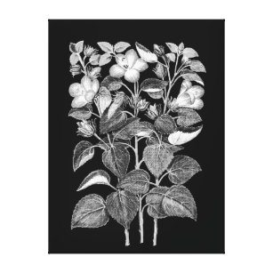 Charcoal Drawing of Italian Hibiscus flowers Canvas Print
