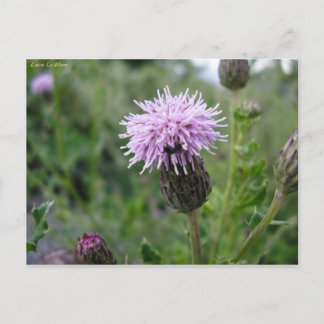 Chardon des champs postcard