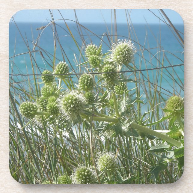 chardons coaster (Front)