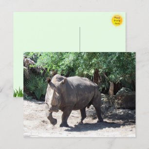 Charging Rhinoceros Postcard