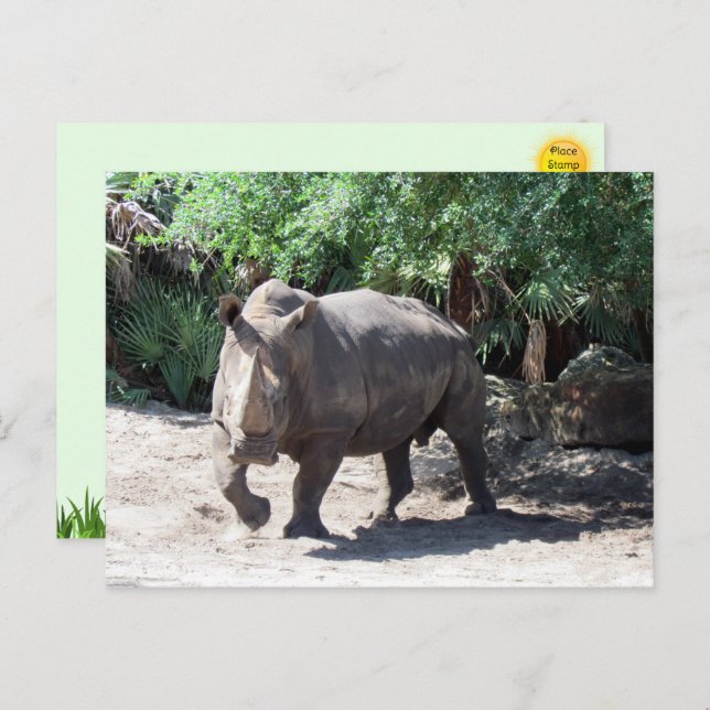 Charging Rhinoceros Postcard (Front/Back)